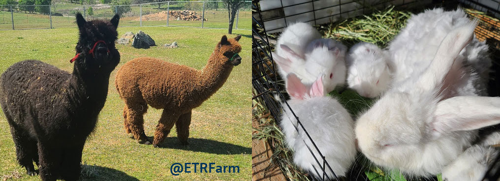 two image collage. A black alpaca and a tan alpaca standing in a field. A rabbit cage showing a momma and several white bunny babies.